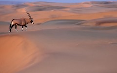 Desktop image. Animals. ID:52649
