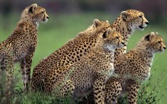 Desktop image. Animals. ID:35088