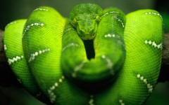 Desktop image. Animals. ID:35090