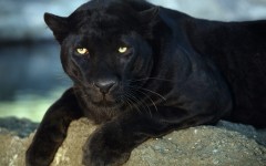 Desktop image. Animals. ID:35091