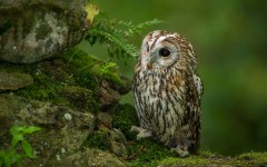 Desktop image. Animals. ID:52659