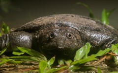 Desktop image. Animals. ID:52698