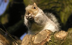 Desktop image. Animals. ID:35094