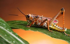 Desktop image. Animals. ID:35095