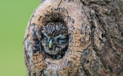 Desktop image. Animals. ID:52703