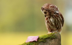 Desktop image. Animals. ID:52704