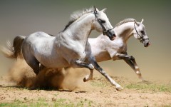 Desktop image. Animals. ID:35098