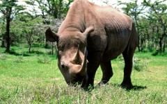 Desktop image. Animals. ID:35099