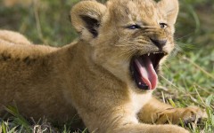 Desktop image. Animals. ID:35100