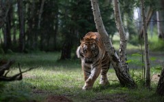 Desktop image. Animals. ID:52717