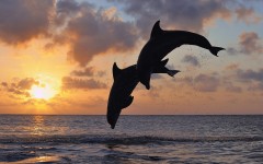 Desktop image. Animals. ID:52720