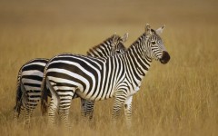 Desktop image. Animals. ID:35103