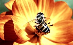 Desktop image. Animals. ID:35104