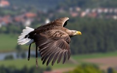 Desktop image. Animals. ID:52752