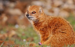 Desktop image. Animals. ID:35106