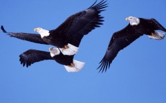 Desktop image. Animals. ID:35107