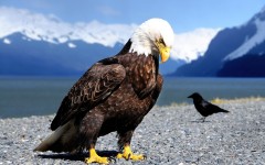Desktop image. Animals. ID:35108