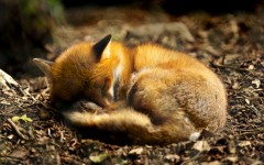 Desktop image. Animals. ID:35109