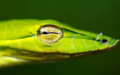 Desktop image. Animals. ID:52782