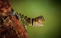 Desktop image. Animals. ID:52876