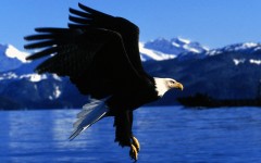 Desktop image. Animals. ID:35112
