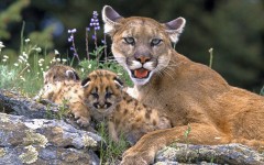 Desktop image. Animals. ID:35115