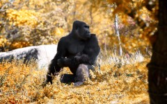 Desktop image. Animals. ID:35116