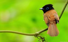 Desktop image. Animals. ID:52844
