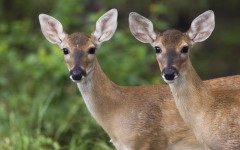 Desktop image. Animals. ID:35118
