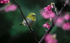 Desktop image. Animals. ID:52868