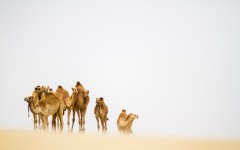 Desktop image. Animals. ID:52976