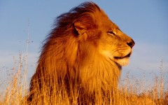 Desktop image. Animals. ID:35121
