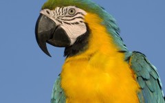 Desktop image. Animals. ID:35122