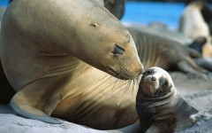 Desktop image. Animals. ID:35123