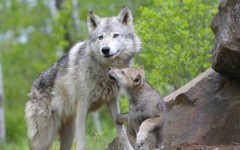 Desktop image. Animals. ID:35124