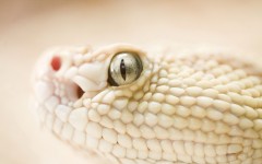 Desktop image. Animals. ID:35126