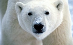 Desktop image. Animals. ID:35127