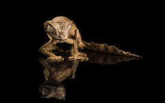 Desktop image. Animals. ID:52877