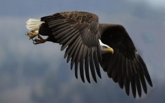Desktop image. Animals. ID:35129
