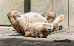 Desktop image. Animals. ID:52913