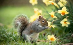 Desktop image. Animals. ID:52915