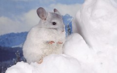 Desktop image. Animals. ID:35132
