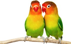 Desktop image. Animals. ID:35133