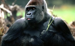Desktop image. Animals. ID:35134
