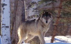 Desktop image. Animals. ID:35135