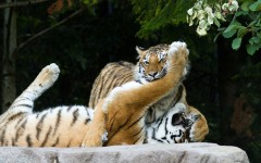Desktop image. Animals. ID:52917