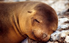 Desktop image. Animals. ID:35137