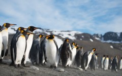 Desktop image. Animals. ID:52927