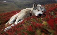Desktop image. Animals. ID:52938