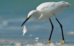 Desktop image. Animals. ID:52958